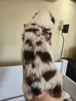 Rusty, a male Miniature American Shepherd for sale in Kinsman Center, OH – Photo 2 of 2