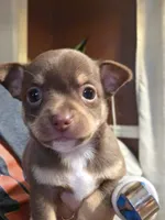 Hopper, a male Chihuahua for sale in Alabaster, AL – 2 of 3