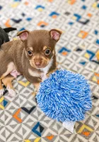 Hopper, a male Chihuahua for sale in Alabaster, AL – 3 of 3
