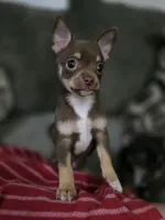 Copper, a male Chihuahua for sale in Alabaster, AL – 4 of 5