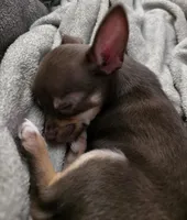 Copper, a male Chihuahua for sale in Alabaster, AL – 5 of 5