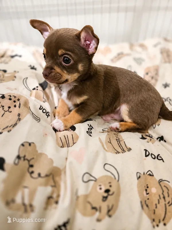 Hopper – Chihuahua puppy for sale in Alabaster, AL