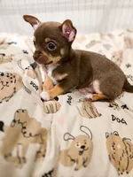 Hopper, a male Chihuahua for sale in Alabaster, AL – 1 of 3