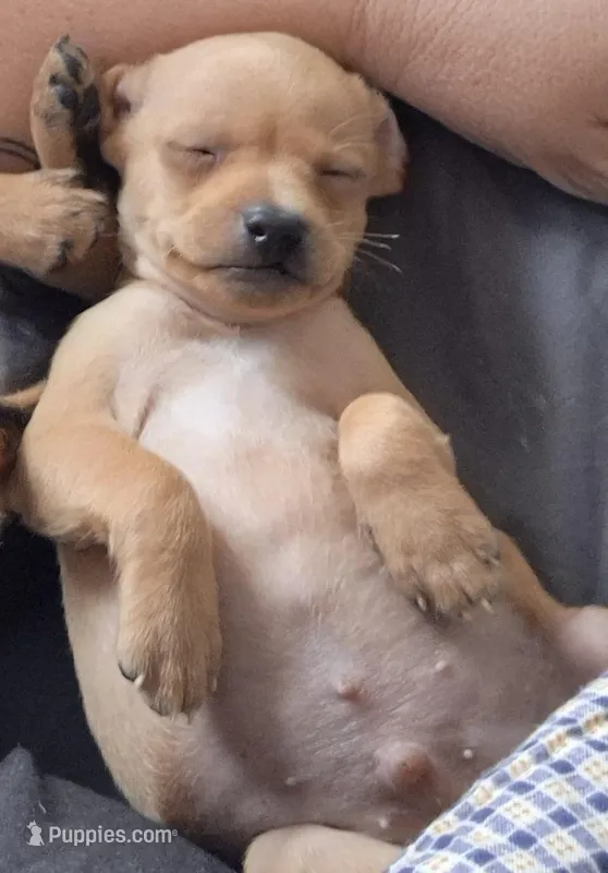 Pedro – Chihuahua puppy for sale in Frostproof, FL