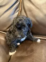 Baby Ruth, a female Pembroke Welsh Corgi and Poodle - Miniature  for sale in Bern, KS – 2 of 5