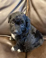 Baby Ruth, a female Pembroke Welsh Corgi and Poodle - Miniature  for sale in Bern, KS – 3 of 5