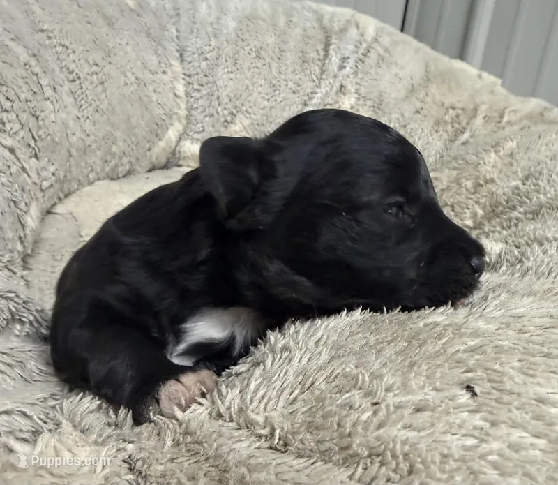 Kit – Pembroke Welsh Corgi, Poodle - Miniature  puppy for sale in Bern, KS