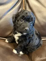 Baby Ruth, a female Pembroke Welsh Corgi and Poodle - Miniature  for sale in Bern, KS – 1 of 5