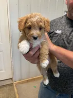 Snickers, a male Pembroke Welsh Corgi and Poodle - Miniature  for sale in Bern, KS – 1 of 4