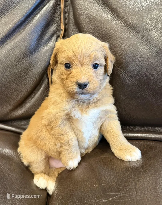 Heath – Pembroke Welsh Corgi, Poodle - Miniature  puppy for sale in Bern, KS