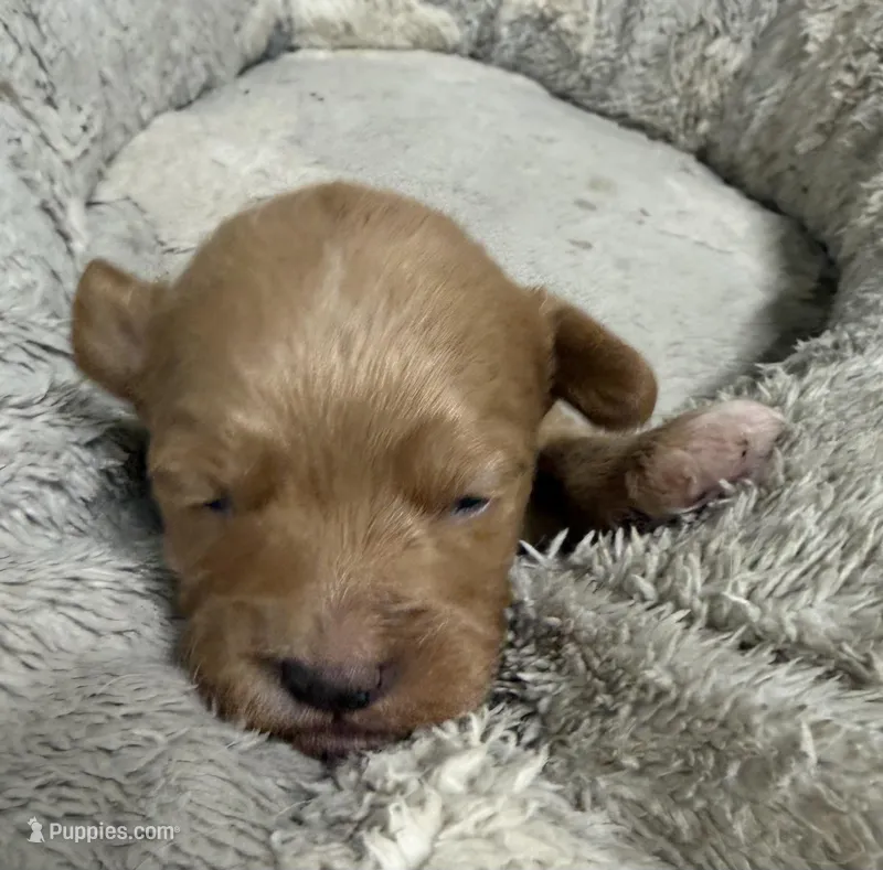 Heath – Pembroke Welsh Corgi, Poodle - Miniature  puppy for sale in Bern, KS