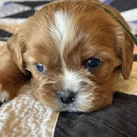 Lisa, a female Cavalier King Charles Spaniel for sale in Bern, KS – Photo 6 of 8