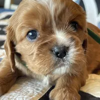 Lisa, a female Cavalier King Charles Spaniel for sale in Bern, KS – Photo 7 of 8