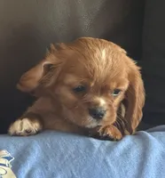 Lisa, a female Cavalier King Charles Spaniel for sale in Bern, KS – Photo 2 of 8