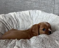 Lisa, a female Cavalier King Charles Spaniel for sale in Bern, KS – Photo 4 of 8