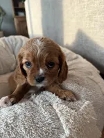 Lisa, a female Cavalier King Charles Spaniel for sale in Bern, KS – Photo 5 of 8