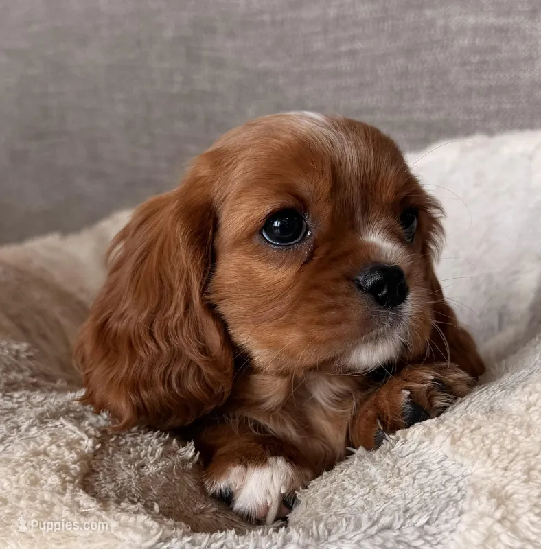 Lisa – Cavalier King Charles Spaniel puppy for sale in Bern, KS