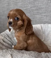 Lisa, a female Cavalier King Charles Spaniel for sale in Bern, KS – Photo 3 of 8