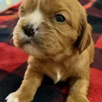 Lisa, a female Cavalier King Charles Spaniel for sale in Bern, KS – Photo 8 of 8