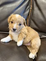 Snickers, a male Pembroke Welsh Corgi and Poodle - Miniature  for sale in Bern, KS – 3 of 4