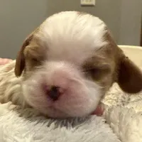 Bart, a male Cavalier King Charles Spaniel for sale in Bern, KS – Photo 9 of 9