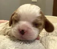 Bart, a male Cavalier King Charles Spaniel for sale in Bern, KS – Photo 4 of 4