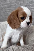 Bart, a male Cavalier King Charles Spaniel for sale in Bern, KS – Photo 1 of 9