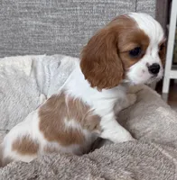 Bart, a male Cavalier King Charles Spaniel for sale in Bern, KS – Photo 2 of 9