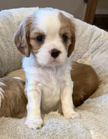 Bart, a male Cavalier King Charles Spaniel for sale in Bern, KS – Photo 4 of 9