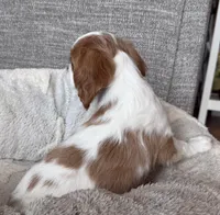 Bart, a male Cavalier King Charles Spaniel for sale in Bern, KS – Photo 3 of 9