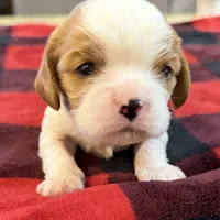 Bart, a male Cavalier King Charles Spaniel for sale in Bern, KS – Photo 7 of 9