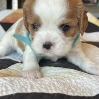 Bart, a male Cavalier King Charles Spaniel for sale in Bern, KS – Photo 5 of 9