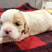 Bart, a male Cavalier King Charles Spaniel for sale in Bern, KS – Photo 6 of 9