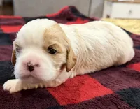 Bart, a male Cavalier King Charles Spaniel for sale in Bern, KS – Photo 3 of 4