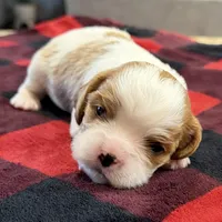 Bart, a male Cavalier King Charles Spaniel for sale in Bern, KS – Photo 8 of 9