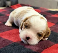 Bart, a male Cavalier King Charles Spaniel for sale in Bern, KS – Photo 2 of 4