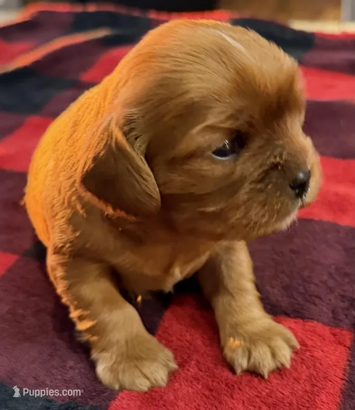 Santa's Little Helper