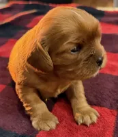 Santa's Little Helper, a female Cavalier King Charles Spaniel for sale in Bern, KS – Photo 1 of 3