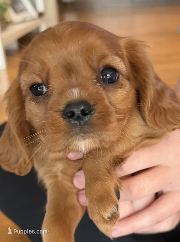 Santa's Little Helper – Cavalier King Charles Spaniel puppy for sale in Bern, KS