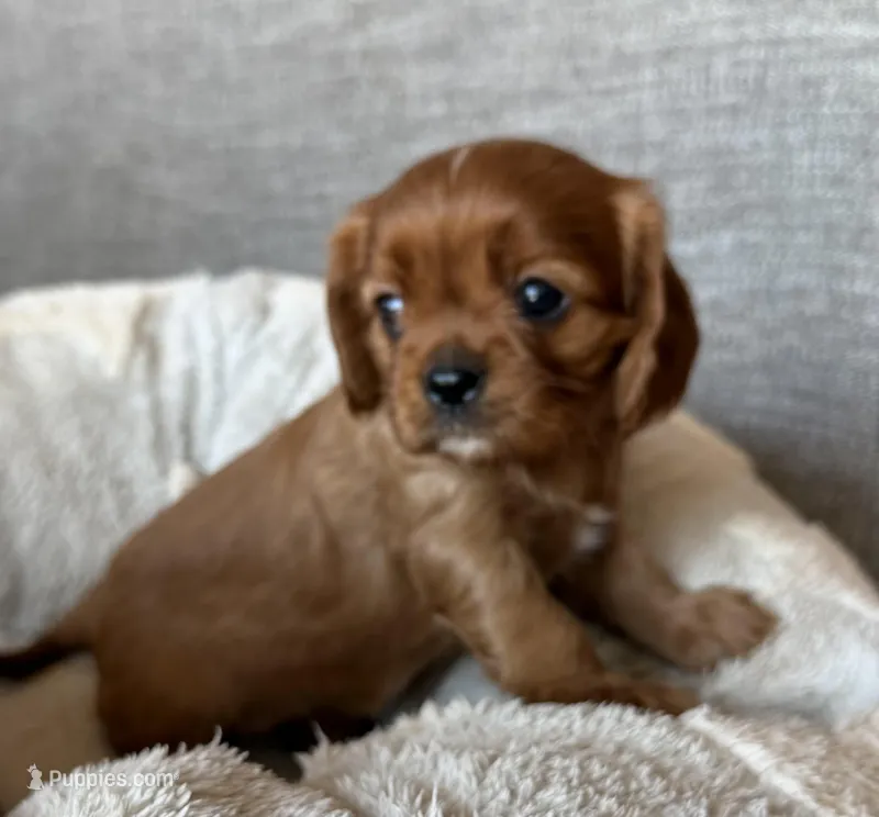 Santa's Little Helper – Cavalier King Charles Spaniel puppy for sale in Bern, KS