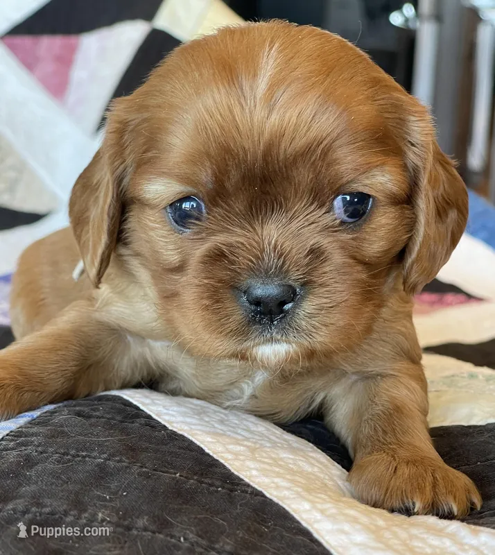 Santa's Little Helper