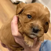 Homer, a male Cavalier King Charles Spaniel for sale in Bern, KS – Photo 5 of 7