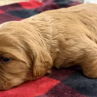 Homer, a male Cavalier King Charles Spaniel for sale in Bern, KS – Photo 4 of 7