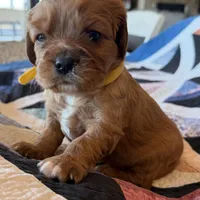 Homer, a male Cavalier King Charles Spaniel for sale in Bern, KS – Photo 2 of 7