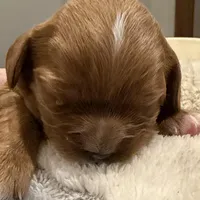 Homer, a male Cavalier King Charles Spaniel for sale in Bern, KS – Photo 7 of 7