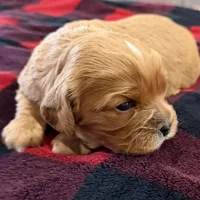 Homer, a male Cavalier King Charles Spaniel for sale in Bern, KS – Photo 3 of 7