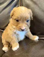 M&M, a male Pembroke Welsh Corgi and Poodle - Miniature  for sale in Bern, KS – 1 of 5