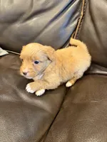 M&M, a male Pembroke Welsh Corgi and Poodle - Miniature  for sale in Bern, KS – 2 of 5