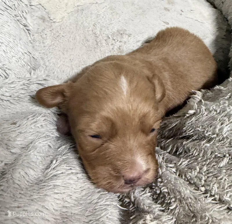 M&M – Pembroke Welsh Corgi, Poodle - Miniature  puppy for sale in Bern, KS