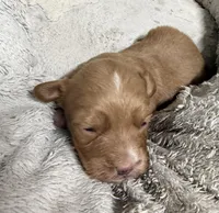 M&M, a male Pembroke Welsh Corgi and Poodle - Miniature  for sale in Bern, KS – Photo 1 of 4